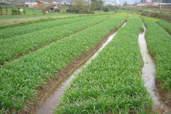 韭菜用什么肥料長得旺 第一年種的韭菜能割嗎