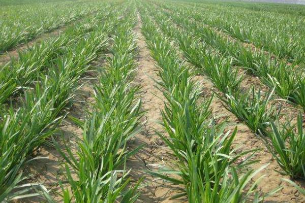 韭菜用什么肥料長得旺 第一年種的韭菜能割嗎