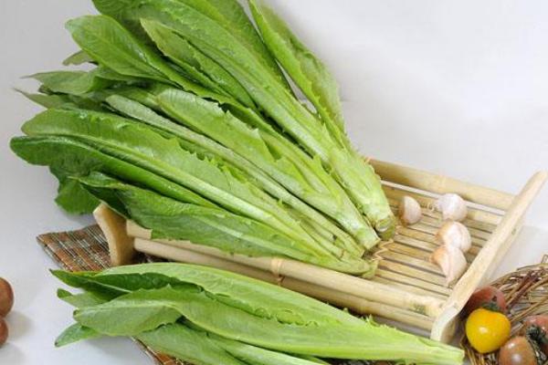 炒油麥菜為什么會苦 油麥菜有點(diǎn)苦能吃嗎