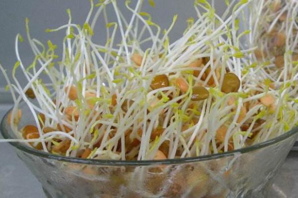 扁豆芽功效與作用 扁豆芽怎么涼拌好吃