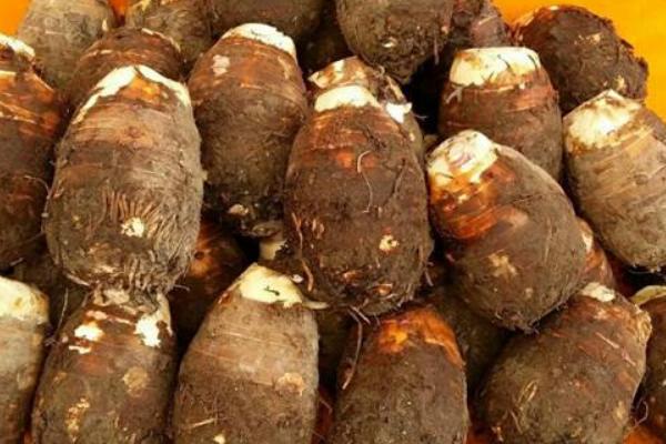 香芋畝產多少斤 香芋的種植技術與管理方法