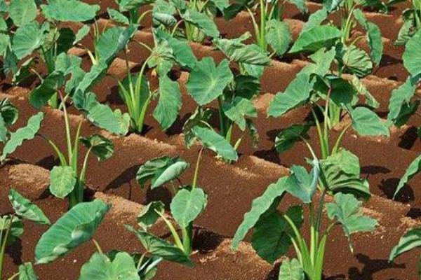 香芋畝產多少斤 香芋的種植技術與管理方法