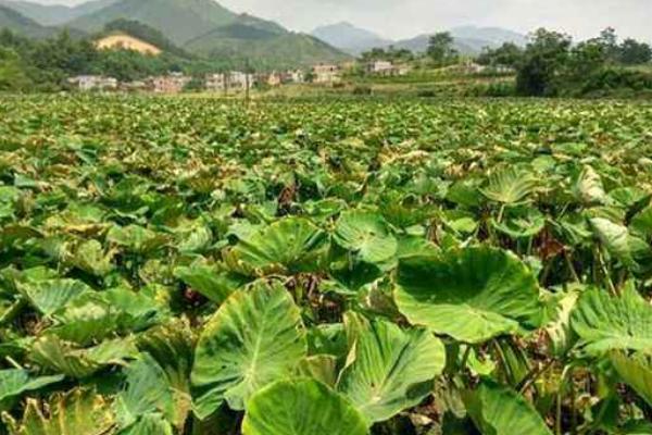 香芋畝產多少斤 香芋的種植技術與管理方法