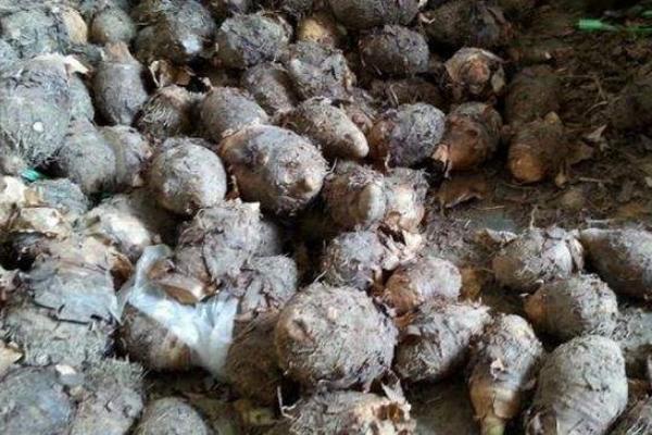 香芋畝產多少斤 香芋的種植技術與管理方法