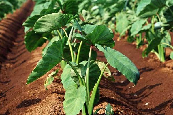 香芋和芋頭的區別是什么 香芋和芋頭是一樣的嗎