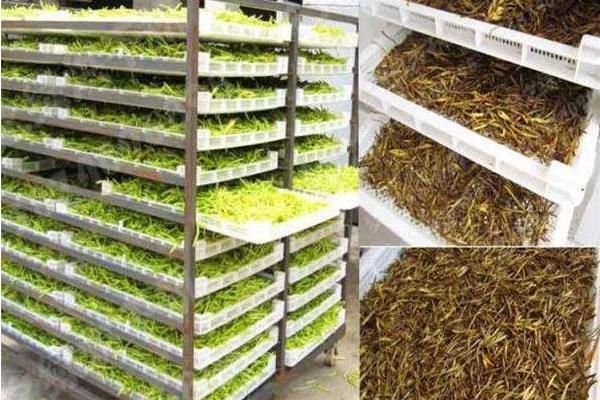 黃花菜烘干機(jī)市場價(jià)格多少錢一臺(tái) 黃花菜烘干設(shè)備有哪些