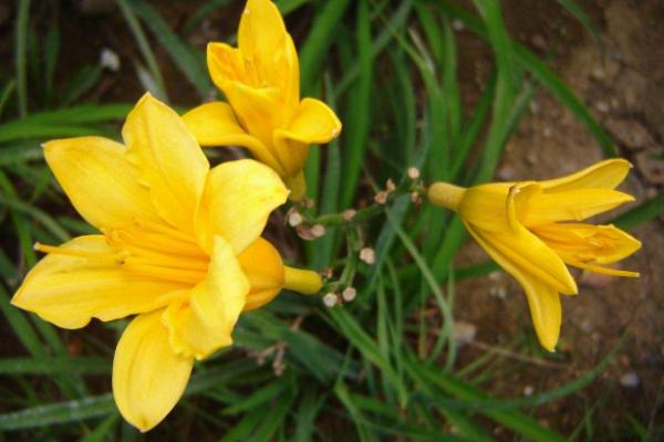 黃花菜炒雞蛋怎么做好吃又簡單 黃花菜炒雞蛋家常做法大全