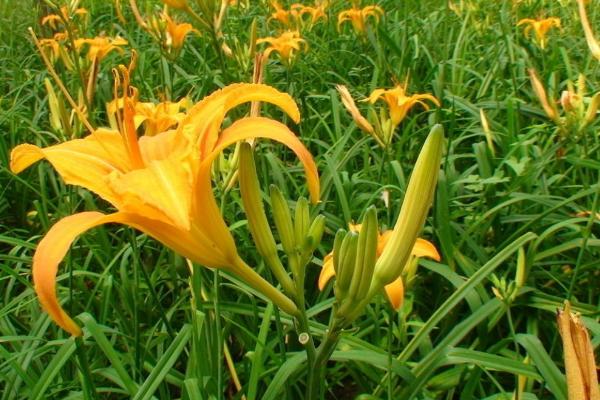 涼拌黃花菜怎么做好吃又簡單 黃花菜家常做法大全