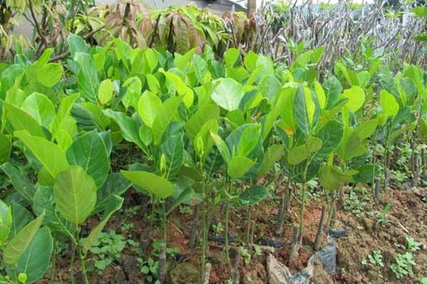 菠蘿蜜種子怎么種 菠蘿蜜樹在北方能種嗎