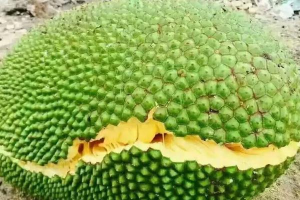 菠蘿蜜沒熟怎么辦 菠蘿蜜快速催熟妙招