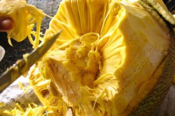 菠蘿蜜怎么吃 菠蘿蜜怎么剝