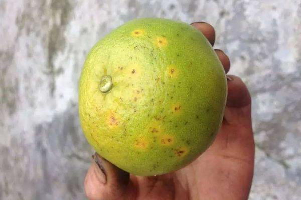 柑桔瘡痂病用什么藥 柑桔潰瘍病最新特效藥