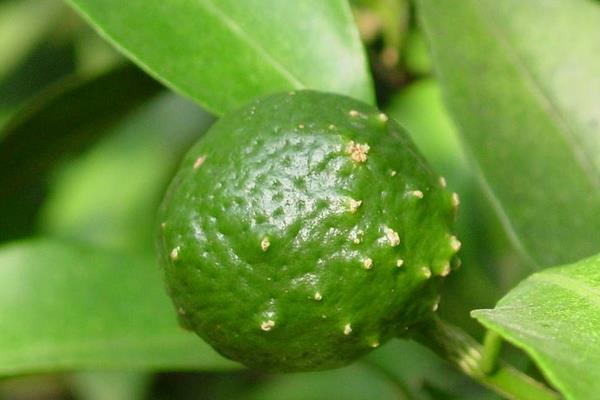 柑桔瘡痂病用什么藥 柑桔潰瘍病最新特效藥