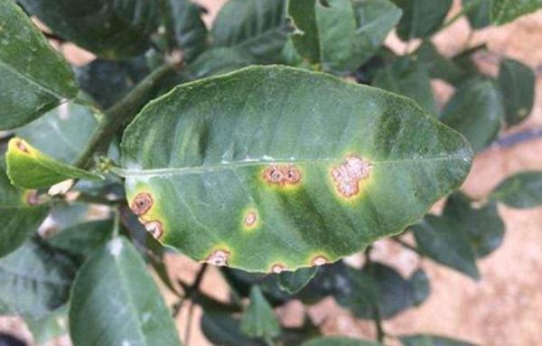 柑桔瘡痂病用什么藥 柑桔潰瘍病最新特效藥