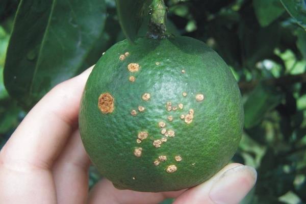 柑桔瘡痂病用什么藥 柑桔潰瘍病最新特效藥