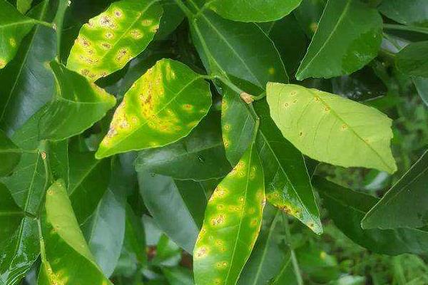 柑桔瘡痂病用什么藥 柑桔潰瘍病最新特效藥