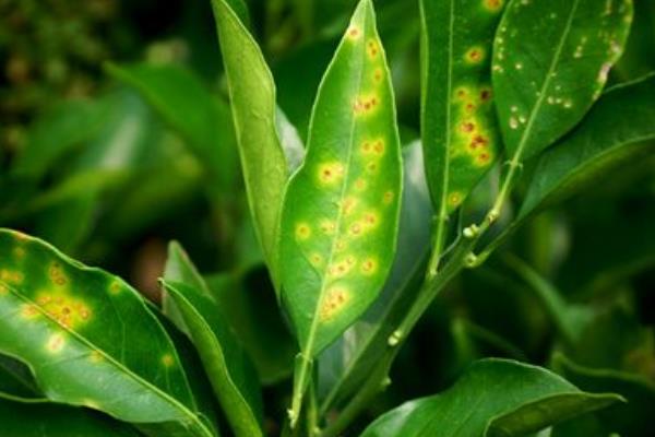 柑桔瘡痂病用什么藥 柑桔潰瘍病最新特效藥