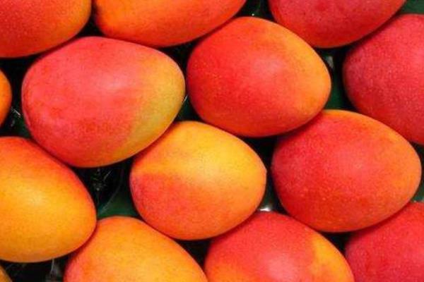 芒果一天吃多少合適 芒果晚上可以吃嗎