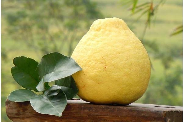 沙田柚功效與作用及禁忌 沙田柚營養價值