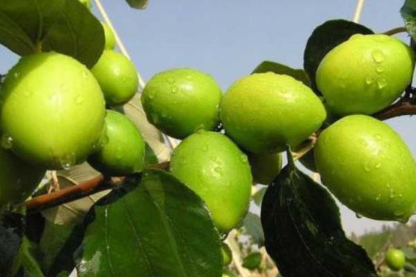 青棗種植技術 青棗幾月份成熟（上市時間）