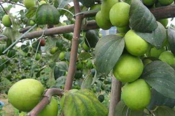 青棗種植技術 青棗幾月份成熟（上市時間）