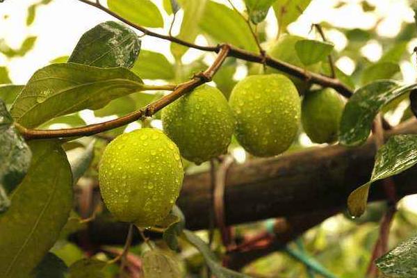 青棗種植技術 青棗幾月份成熟（上市時間）