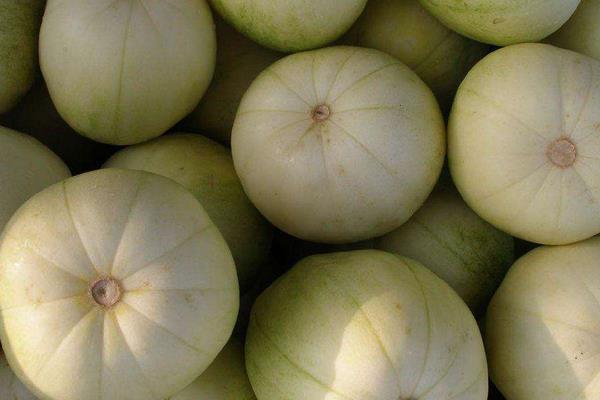 葡萄和香瓜能一起吃嗎 芒果和香瓜能一起吃嗎