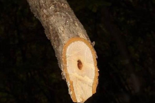 野生獼猴桃根的功效與作用及禁忌 野生獼猴桃根藥用價值