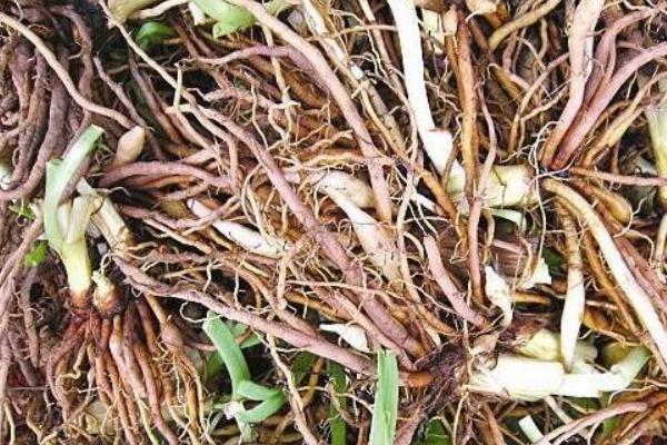 黃花菜的根功效與作用及禁忌 黃花菜的根的藥用價值