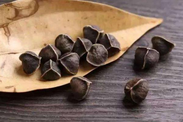 辣木籽市場價格多少錢一斤 辣木籽在哪里買