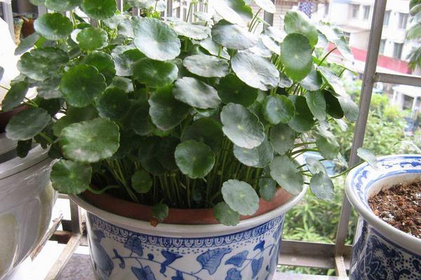 金錢草的功效與作用及禁忌 金錢草泡水能天天喝嗎