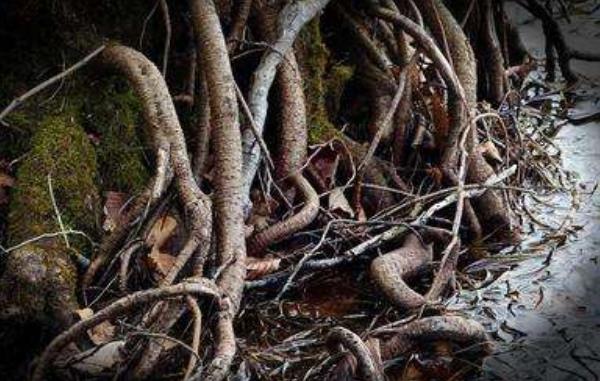 艾草根煮水有什么功效 艾草根煲雞功效和作用