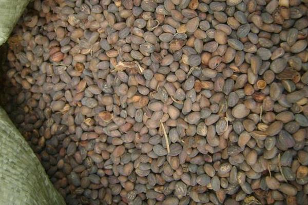 側柏種子市場價格多少錢一斤 側柏種子什么時候采摘