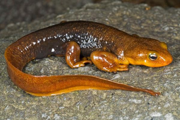 蠑螈怎么養 蠑螈吃什么食物