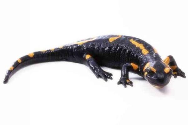 蠑螈有毒嗎 蠑螈吃魚嗎