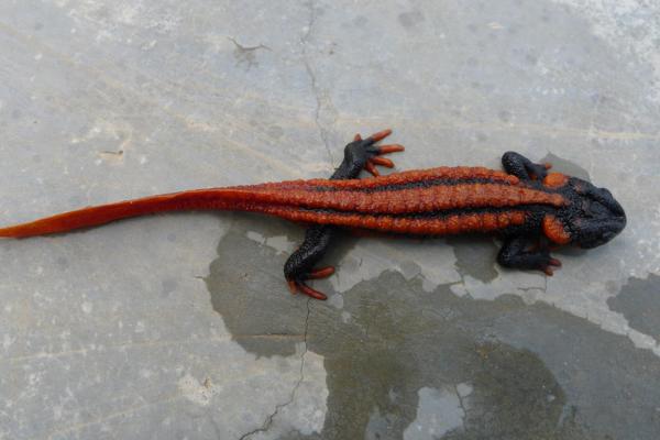 蠑螈是什么 蠑螈可以和魚一起養嗎