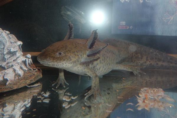 蠑螈是什么 蠑螈可以和魚一起養嗎