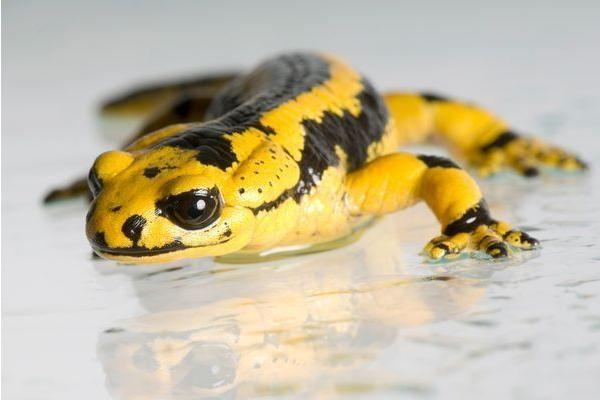 蠑螈是什么 蠑螈可以和魚一起養嗎