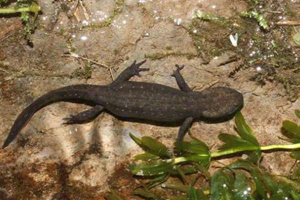 蠑螈市場價格多少錢一只 蠑螈可以吃嗎