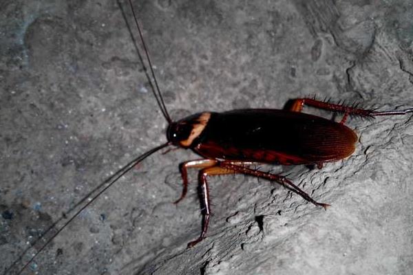 蟑螂怎么吃 吃了蟑螂怎么辦