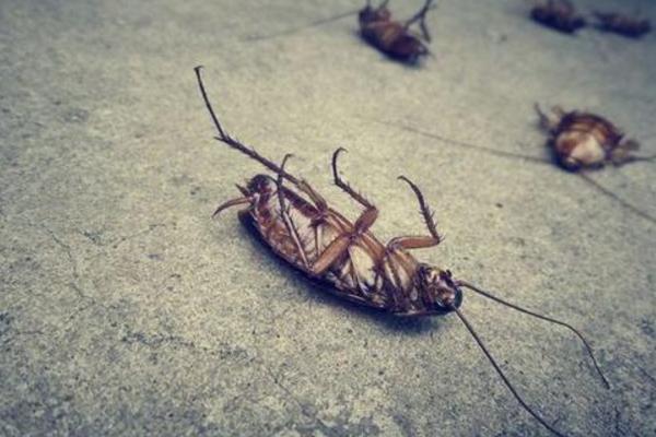蟑螂喜歡在什么地方 蟑螂以什么為食