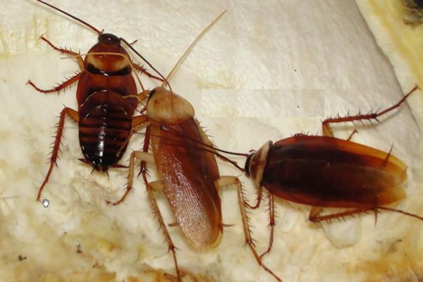 母蟑螂為什么吃公蟑螂 蟑螂公母區(qū)分方法