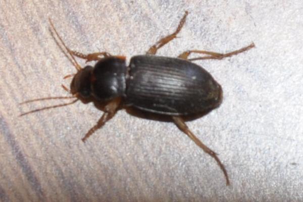 母蟑螂為什么吃公蟑螂 蟑螂公母區(qū)分方法