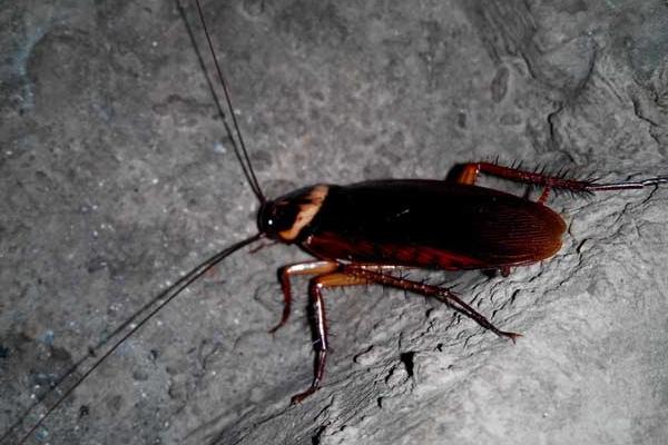 母蟑螂為什么吃公蟑螂 蟑螂公母區(qū)分方法