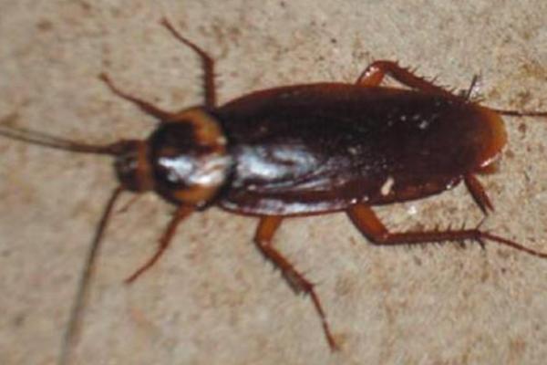 母蟑螂為什么吃公蟑螂 蟑螂公母區(qū)分方法