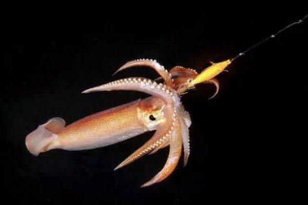 釣魷魚好釣么 釣魷魚最佳時(shí)間