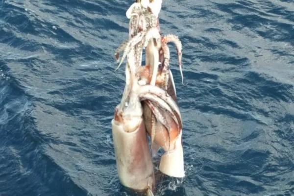 釣魷魚(yú)好釣么 釣魷魚(yú)最佳時(shí)間