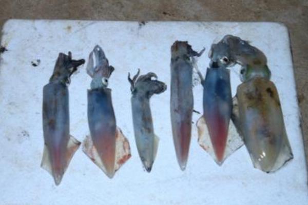 釣魷魚(yú)好釣么 釣魷魚(yú)最佳時(shí)間