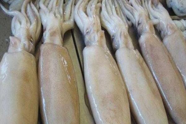 魷魚功效與作用及禁忌 魷魚的營養價值