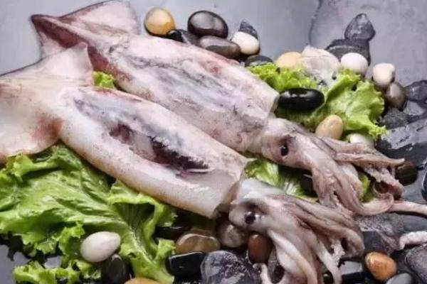 魷魚不能和什么一起吃 魷魚吃多了有什么壞處